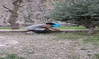 همایش پیاده روی گرامیداشت دهه کرامت